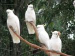 cockatoos in tree